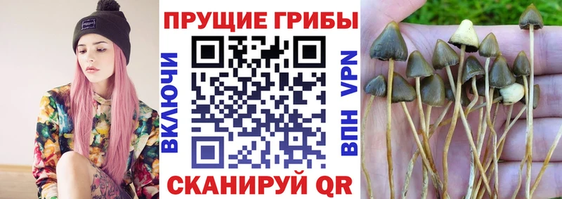 где можно купить наркотик Новохопёрск Псилоцибиновые грибы Magic Shrooms